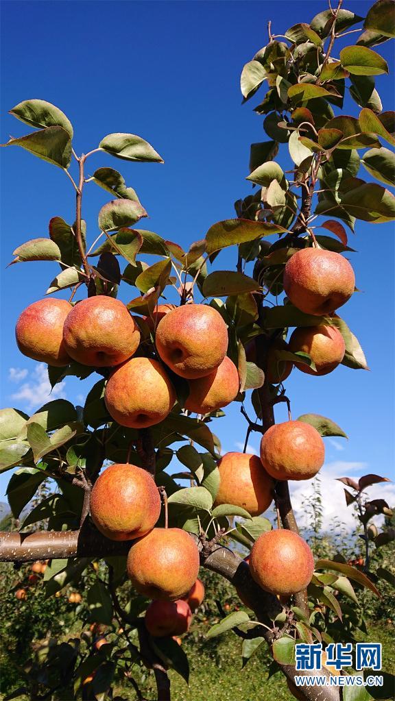 雪桃之后现木梨 "丽江水果"牌正响
