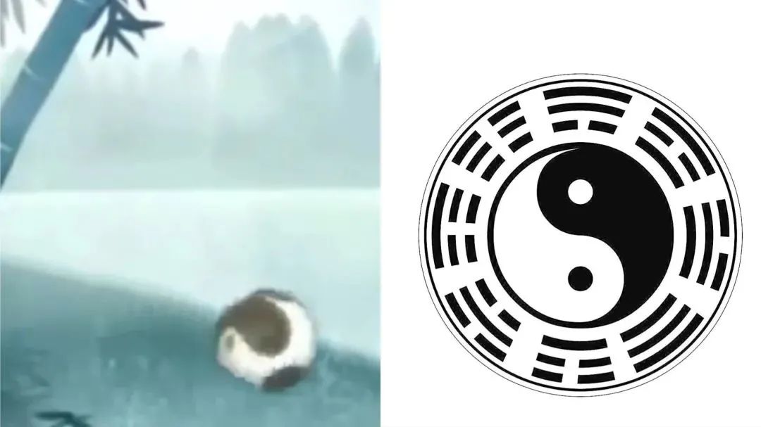 ▲ 滚成一团的晶晶vs八卦(图源网络)