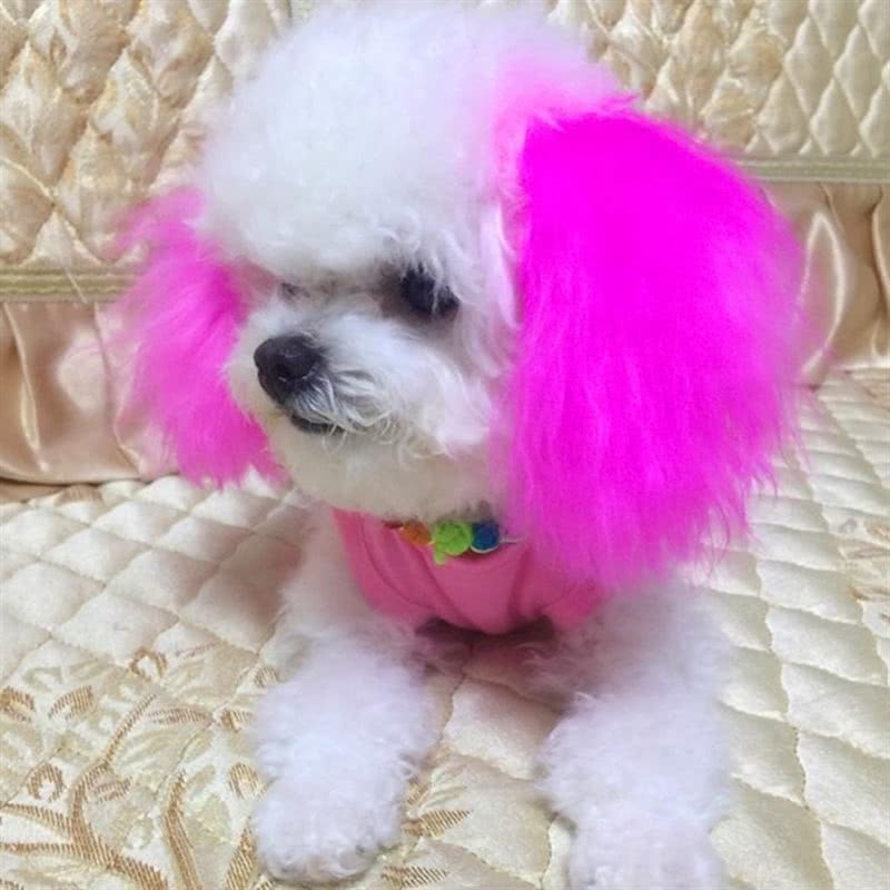 主人亲自给泰迪染色,泰迪不满意,张嘴就骂人__财经头条