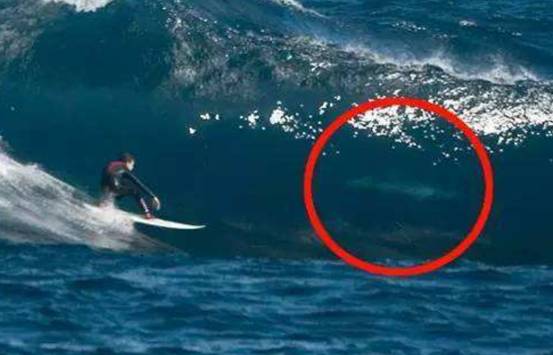 可怕澳洲又有鲨鱼吃人事件海水瞬间被染红专家与气候有关