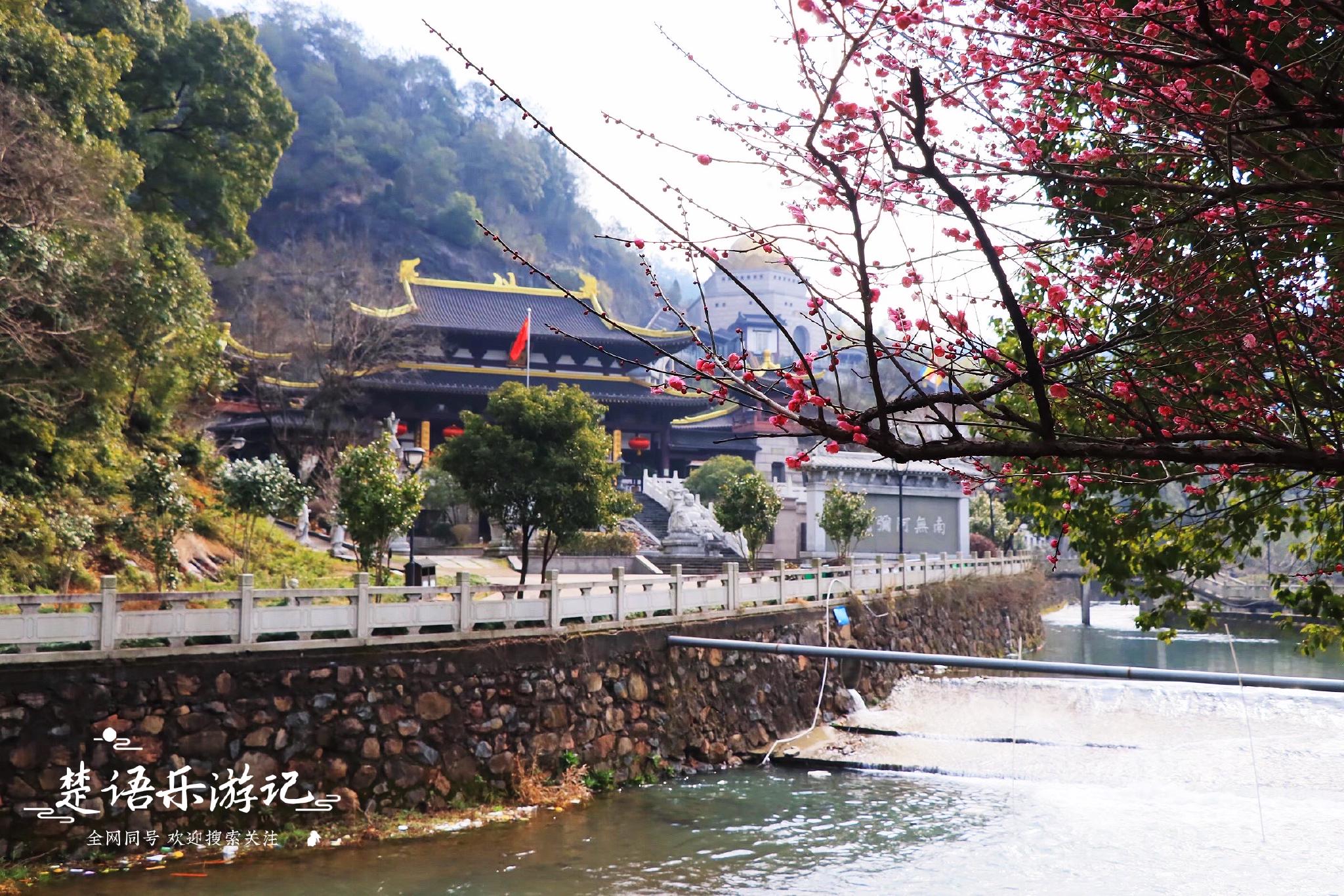 浙江余姚这个网红梅园又火了梅花盛开风姿绰约错过要再等一年