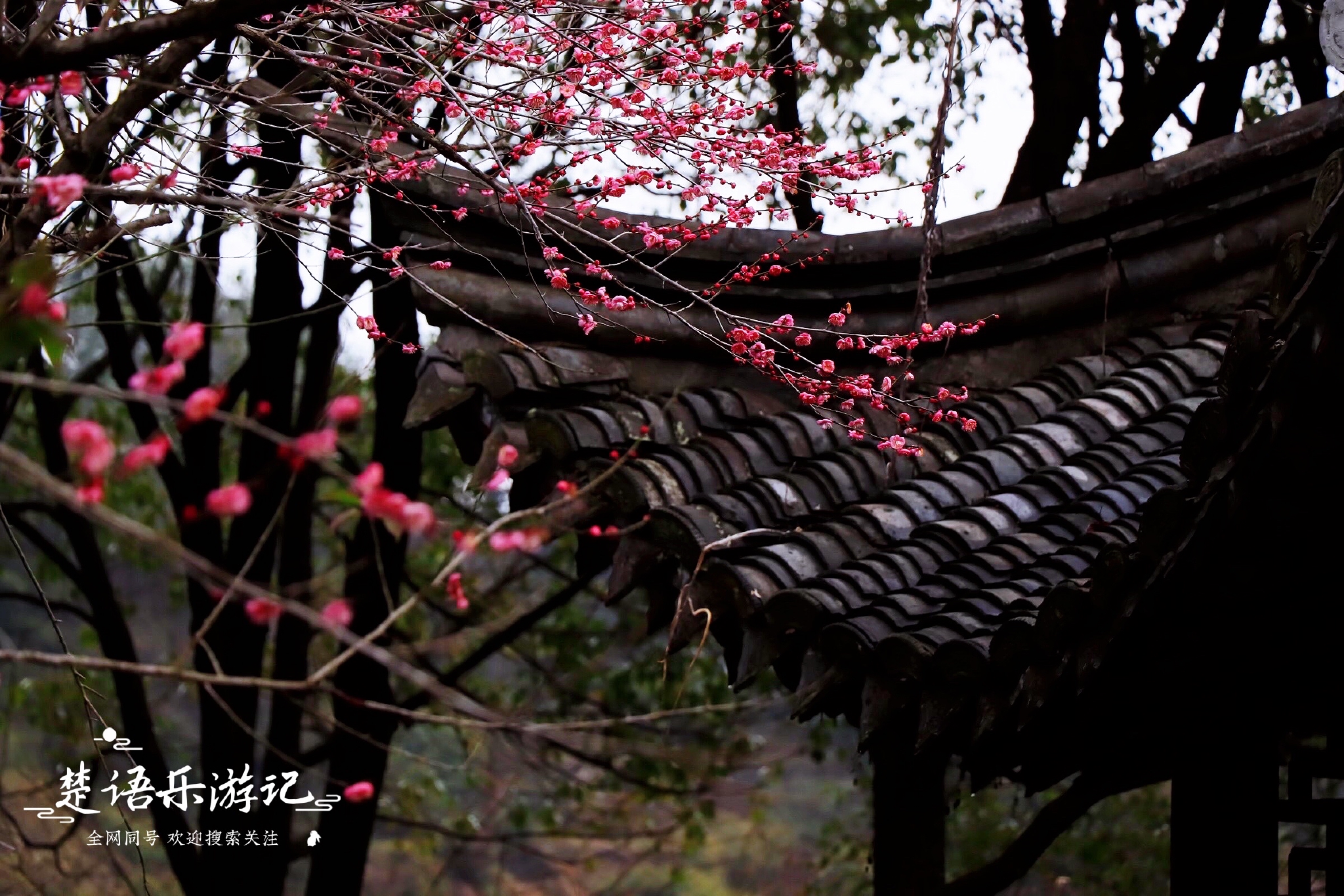 浙江余姚这个网红梅园又火了梅花盛开风姿绰约错过要再等一年