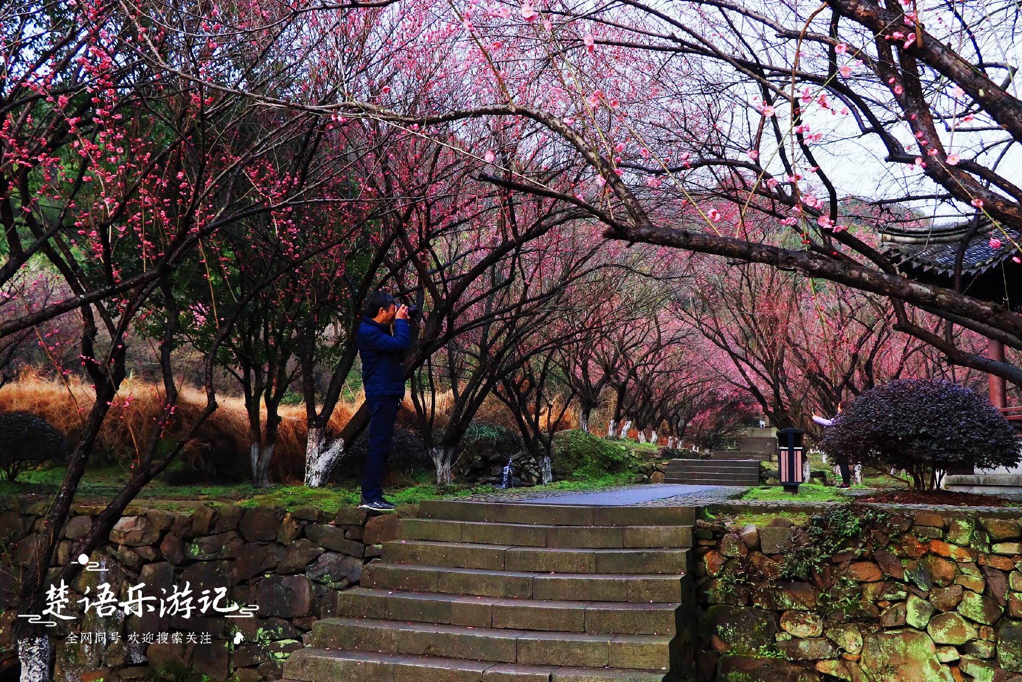 浙江余姚这个网红梅园又火了梅花盛开风姿绰约错过要再等一年