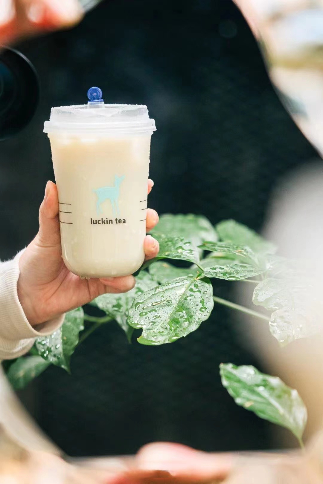 瑞幸沁园春乌龙轻乳茶现泡茶厚牛乳0植脂轻盈喝