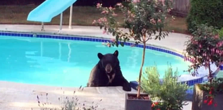 趁着天气好去游泳,走到泳池突然停了下来,放眼望去吓得不敢动休闲区蓝鸢梦想 - Www.slyday.coM 趁着天气好去游泳,走到泳池突然停了下来,放眼望去吓得不敢动休闲区蓝鸢梦想 - Www.slyday.coM