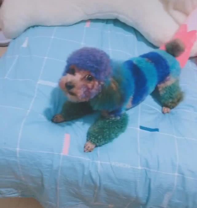 主人亲自给泰迪染色,泰迪不满意,张嘴就骂人__财经头条