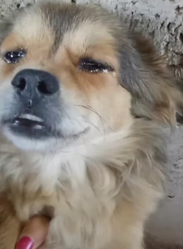 狗狗走失十几天回来后哭成泪人自己的狗崽早已被卖