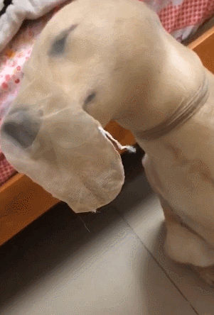 狗狗咬了主人袜子,结果全身被套住,狗狗难受得要窒息|狗狗|惩罚|主人