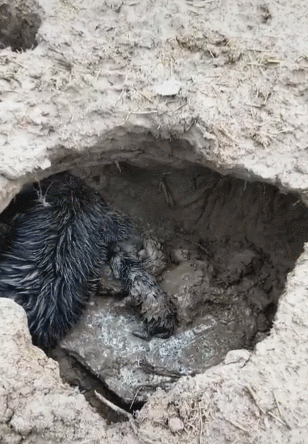 天降大雨流浪狗狗的土窝坍塌了画面让人心酸
