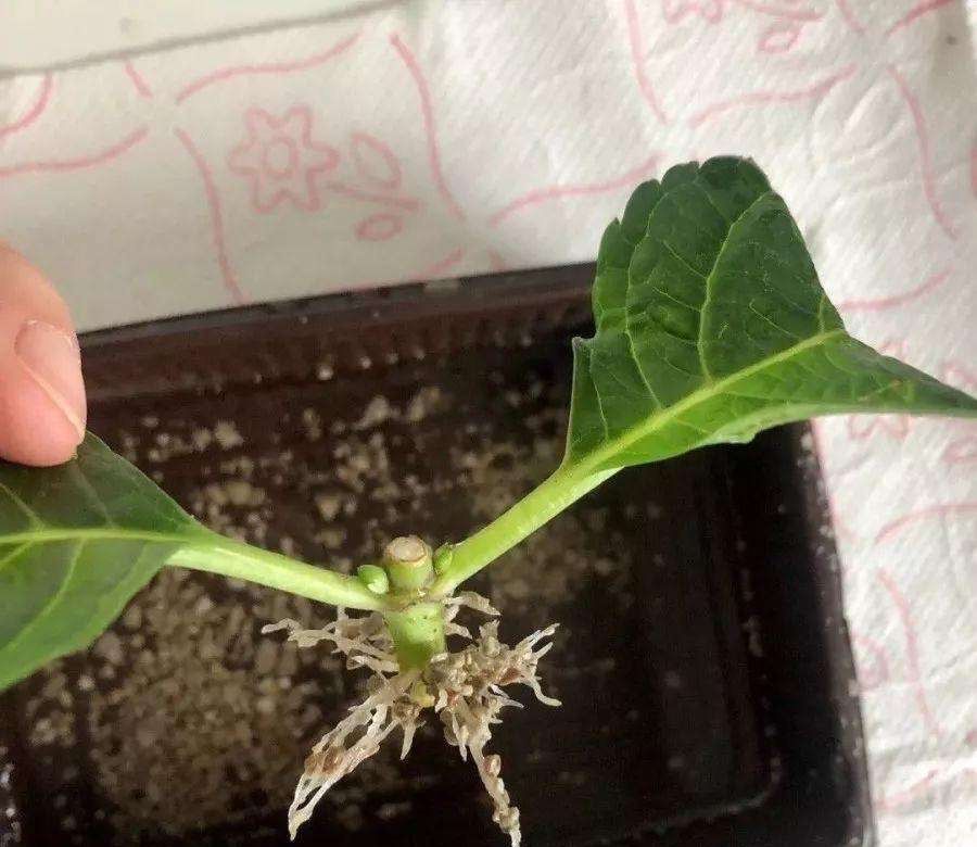 大岩桐也是比较喜欢冷凉的季节,大岩桐的生性比较强健,开花非常艳丽