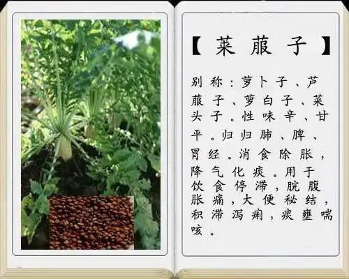 服用中药期间需要忌食萝卜吗？  第2张