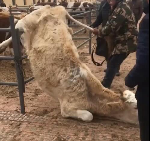 牛在地上长跪不起，主人却坚持要卖掉，下面牛反应让人傻眼了休闲区蓝鸢梦想 - Www.slyday.coM