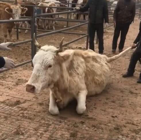 牛在地上长跪不起，主人却坚持要卖掉，下面牛反应让人傻眼了休闲区蓝鸢梦想 - Www.slyday.coM