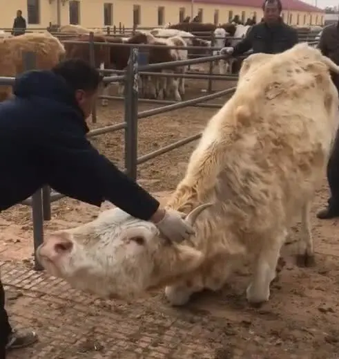 牛在地上长跪不起，主人却坚持要卖掉，下面牛反应让人傻眼了休闲区蓝鸢梦想 - Www.slyday.coM