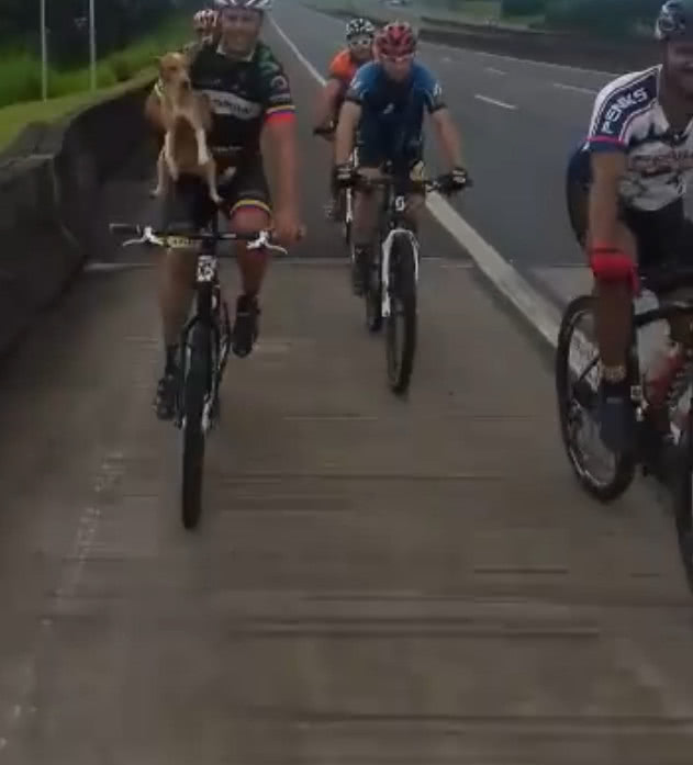 狗狗在原地等待主人3天,却不知已被抛弃,幸遇小伙后开心搭便车休闲区蓝鸢梦想 - Www.slyday.coM 狗狗在原地等待主人3天,却不知已被抛弃,幸遇小伙后开心搭便车休闲区蓝鸢梦想 - Www.slyday.coM