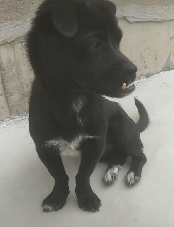 小黑狗牙齿天生突出长成地包天一看不厚道的笑了