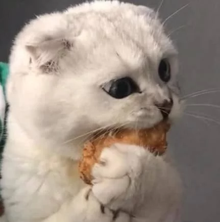 这位主人家里就养了一只非常可爱又贪吃的喵星人,有一天,主人带回家一