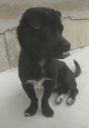 小黑狗牙齿天生突出长成地包天一看不厚道的笑了