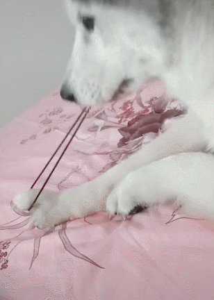 哈士奇咬着橡皮筋,用力一拉,结果差点让狗懵逼了