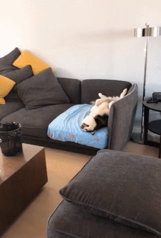 刚下班回家开门发现哈士奇躺着不动走进一瞧让人笑炸