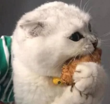 嘴馋小花猫偷吃主人鸡块主人刚要训斥它下一秒却被萌翻