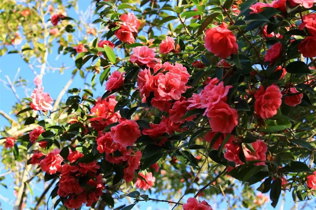 云南千年山茶花迎来最美花期冬日里最灿烂的一抹红不容错过