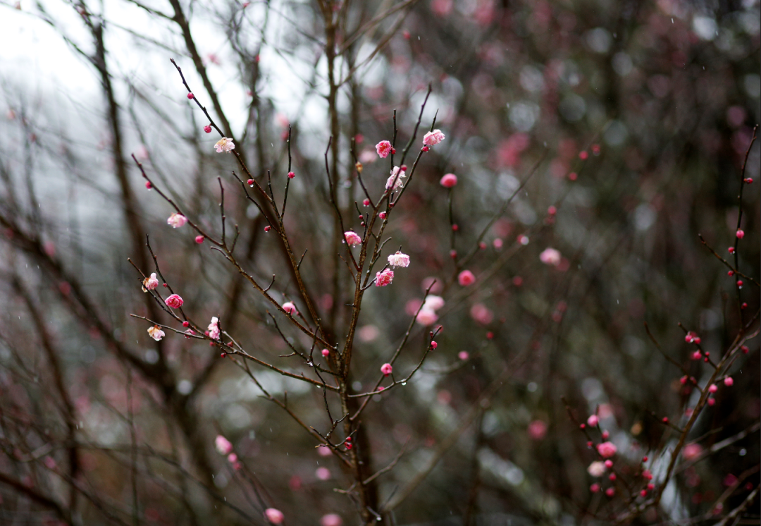 道路结冰黄色预警！温州未来几天天气如何？还会下雪吗？休闲区蓝鸢梦想 - Www.slyday.coM