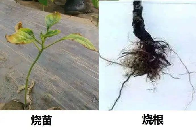 告诉你化肥烧苗的原因是什么如何预防化肥烧苗