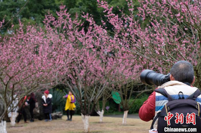 廣西桃花雨後綻放大批遊客拍照打卡