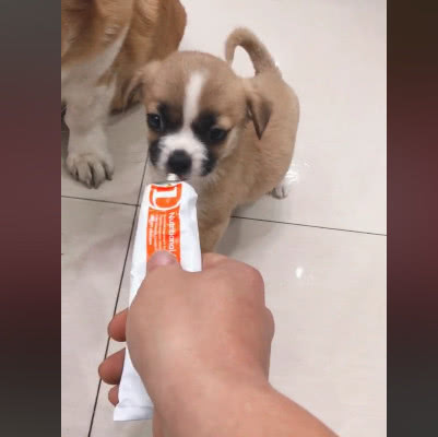 柯基妈失去孩子后,捡了只流浪狗当亲儿子养,主人一看不淡定了休闲区蓝鸢梦想 - Www.slyday.coM 柯基妈失去孩子后,捡了只流浪狗当亲儿子养,主人一看不淡定了休闲区蓝鸢梦想 - Www.slyday.coM