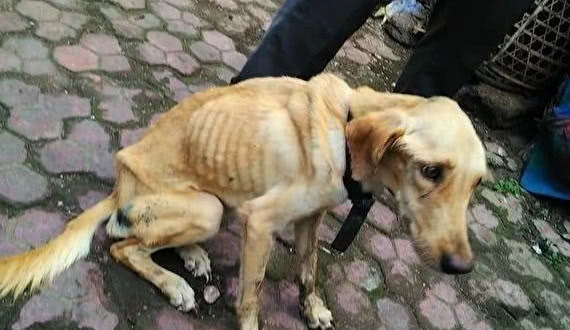 流浪狗瘦成皮包骨,男子眼看可怜接回家,数月后变化博人眼球__财经头条