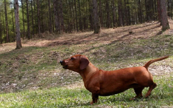 以为狗狗是被马蜂蛰伤，做完一整套流程后，结果却让医生怔住了休闲区蓝鸢梦想 - Www.slyday.coM