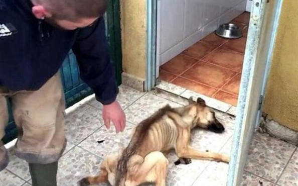 狗狗长期困于仓库,被好心人发现时已骨瘦如柴,可怜样子看哭人休闲区蓝鸢梦想 - Www.slyday.coM 狗狗长期困于仓库,被好心人发现时已骨瘦如柴,可怜样子看哭人休闲区蓝鸢梦想 - Www.slyday.coM