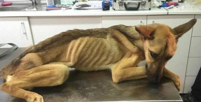 狗狗长期困于仓库,被好心人发现时已骨瘦如柴,可怜样子看哭人休闲区蓝鸢梦想 - Www.slyday.coM 狗狗长期困于仓库,被好心人发现时已骨瘦如柴,可怜样子看哭人休闲区蓝鸢梦想 - Www.slyday.coM