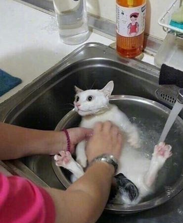 猫咪被主人抱去洗澡，小家伙还以为要被炖了，一脸疑惑看着主人休闲区蓝鸢梦想 - Www.slyday.coM