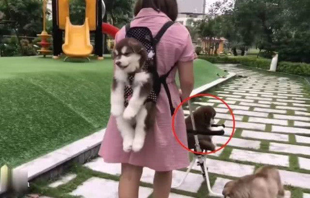 女子带着三只狗狗散步，背上这只成了亮点，网友：比亲生的都亲休闲区蓝鸢梦想 - Www.slyday.coM