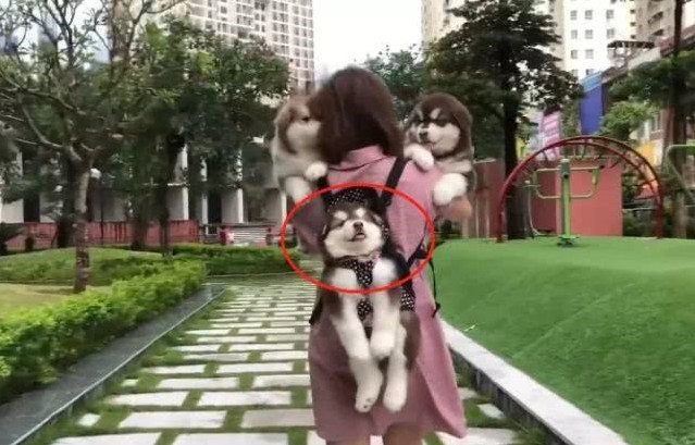 女子带着三只狗狗散步，背上这只成了亮点，网友：比亲生的都亲休闲区蓝鸢梦想 - Www.slyday.coM