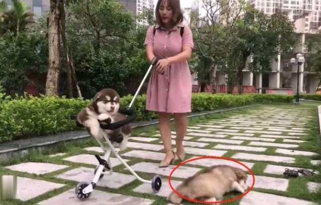 女子带着三只狗狗散步，背上这只成了亮点，网友：比亲生的都亲休闲区蓝鸢梦想 - Www.slyday.coM