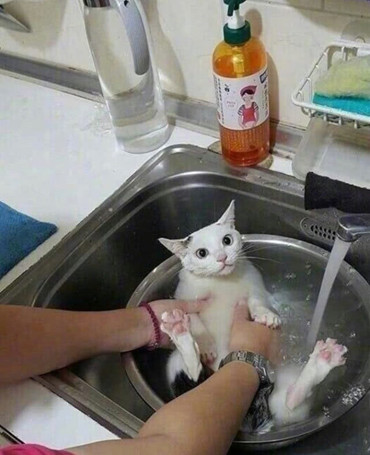 猫咪被主人抱去洗澡，小家伙还以为要被炖了，一脸疑惑看着主人休闲区蓝鸢梦想 - Www.slyday.coM