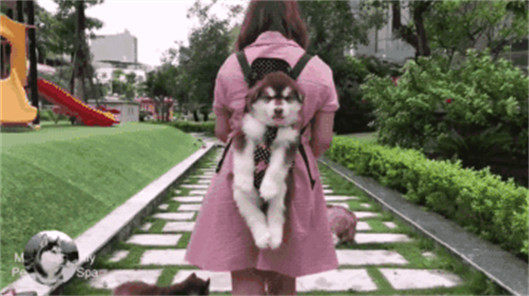 女子带着三只狗狗散步，背上这只成了亮点，网友：比亲生的都亲休闲区蓝鸢梦想 - Www.slyday.coM