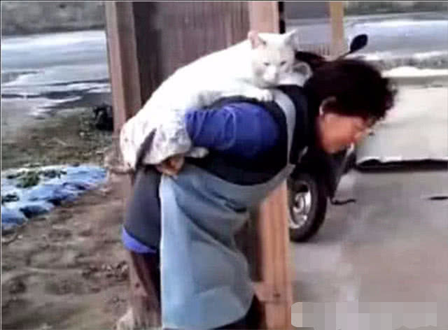 女子捡回流浪猫送给姥姥，半年后回去探亲，看到眼前一幕泪奔了休闲区蓝鸢梦想 - Www.slyday.coM