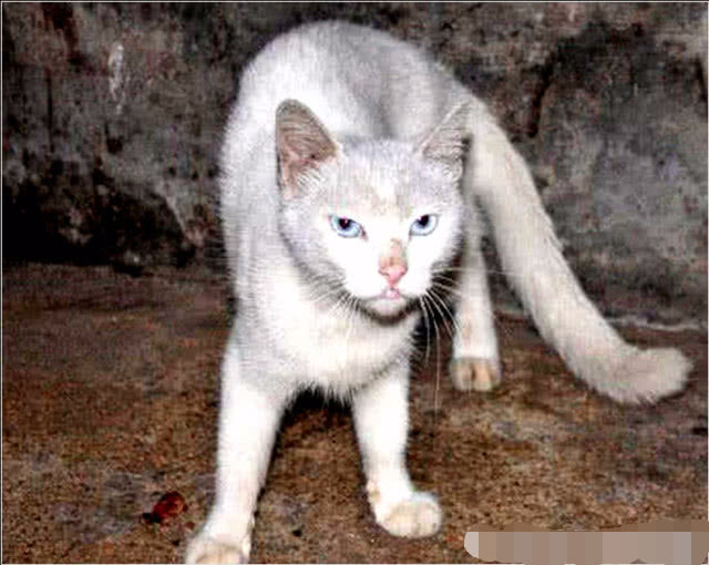 女子捡回流浪猫送给姥姥，半年后回去探亲，看到眼前一幕泪奔了休闲区蓝鸢梦想 - Www.slyday.coM