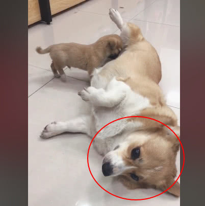 柯基妈失去孩子后,捡了只流浪狗当亲儿子养,主人一看不淡定了休闲区蓝鸢梦想 - Www.slyday.coM 柯基妈失去孩子后,捡了只流浪狗当亲儿子养,主人一看不淡定了休闲区蓝鸢梦想 - Www.slyday.coM