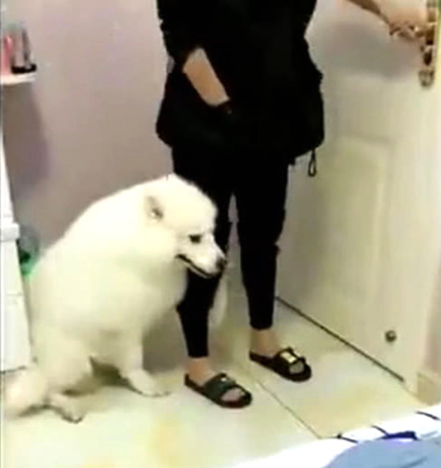 狗狗看主人要去上班，担心没人陪它玩，死死抱住主人大腿不放休闲区蓝鸢梦想 - Www.slyday.coM