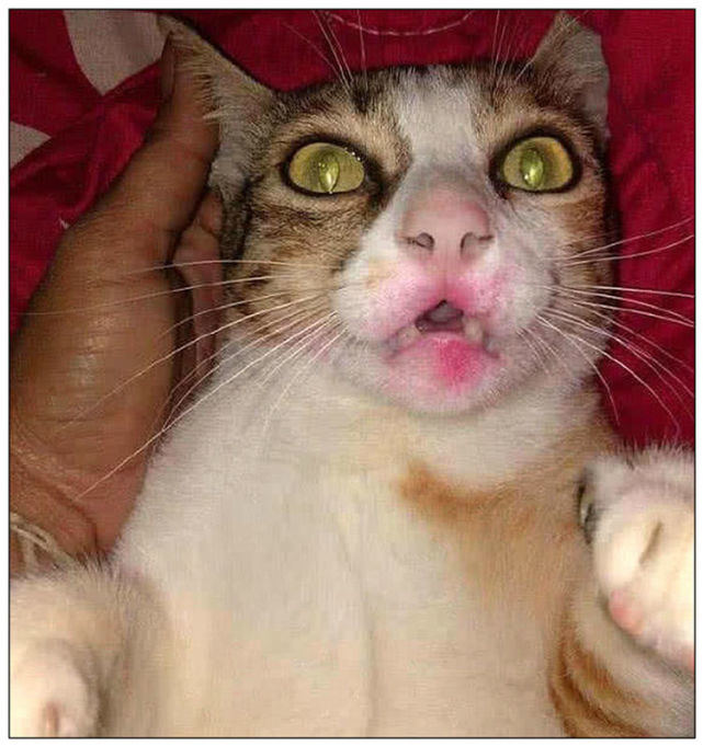 女主人喝酒喝断片,回家抱着猫咪亲吻,次日起来一看笑坏了休闲区蓝鸢梦想 - Www.slyday.coM 女主人喝酒喝断片,回家抱着猫咪亲吻,次日起来一看笑坏了休闲区蓝鸢梦想 - Www.slyday.coM