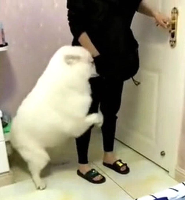 狗狗看主人要去上班，担心没人陪它玩，死死抱住主人大腿不放休闲区蓝鸢梦想 - Www.slyday.coM