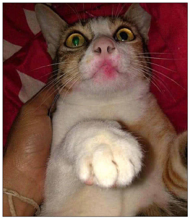 女主人喝酒喝断片,回家抱着猫咪亲吻,次日起来一看笑坏了休闲区蓝鸢梦想 - Www.slyday.coM 女主人喝酒喝断片,回家抱着猫咪亲吻,次日起来一看笑坏了休闲区蓝鸢梦想 - Www.slyday.coM