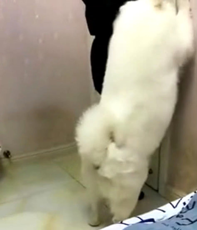 狗狗看主人要去上班，担心没人陪它玩，死死抱住主人大腿不放休闲区蓝鸢梦想 - Www.slyday.coM