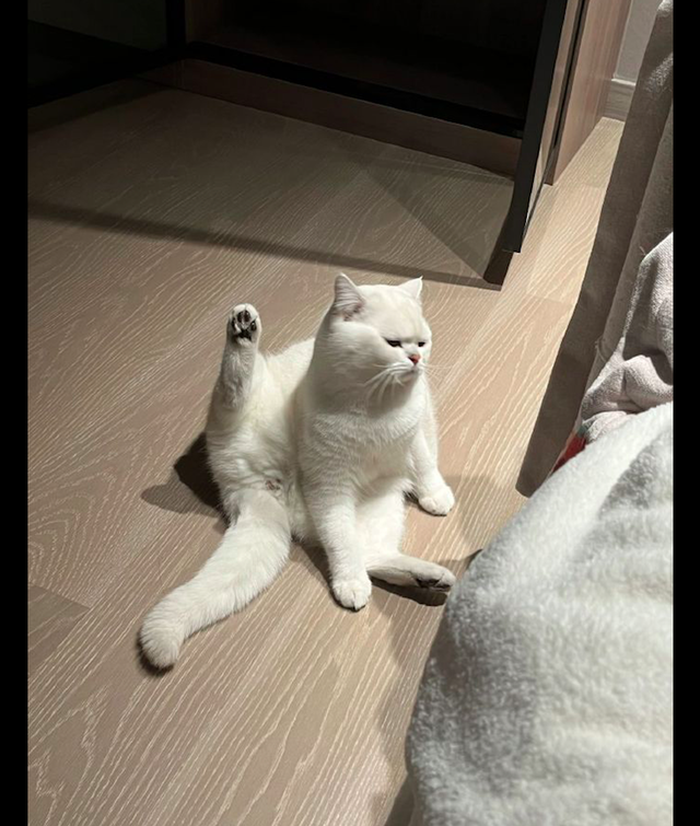 猫咪做完绝育手术后,一直抬着后腿给主人看:看你干的好事!__财经头条