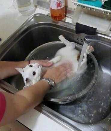 猫咪被主人抱去洗澡，小家伙还以为要被炖了，一脸疑惑看着主人休闲区蓝鸢梦想 - Www.slyday.coM